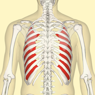 320px-Innermost_intercostal_muscles_back